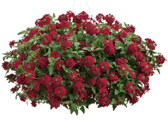 Plantas de flor roja: el color de la pasin